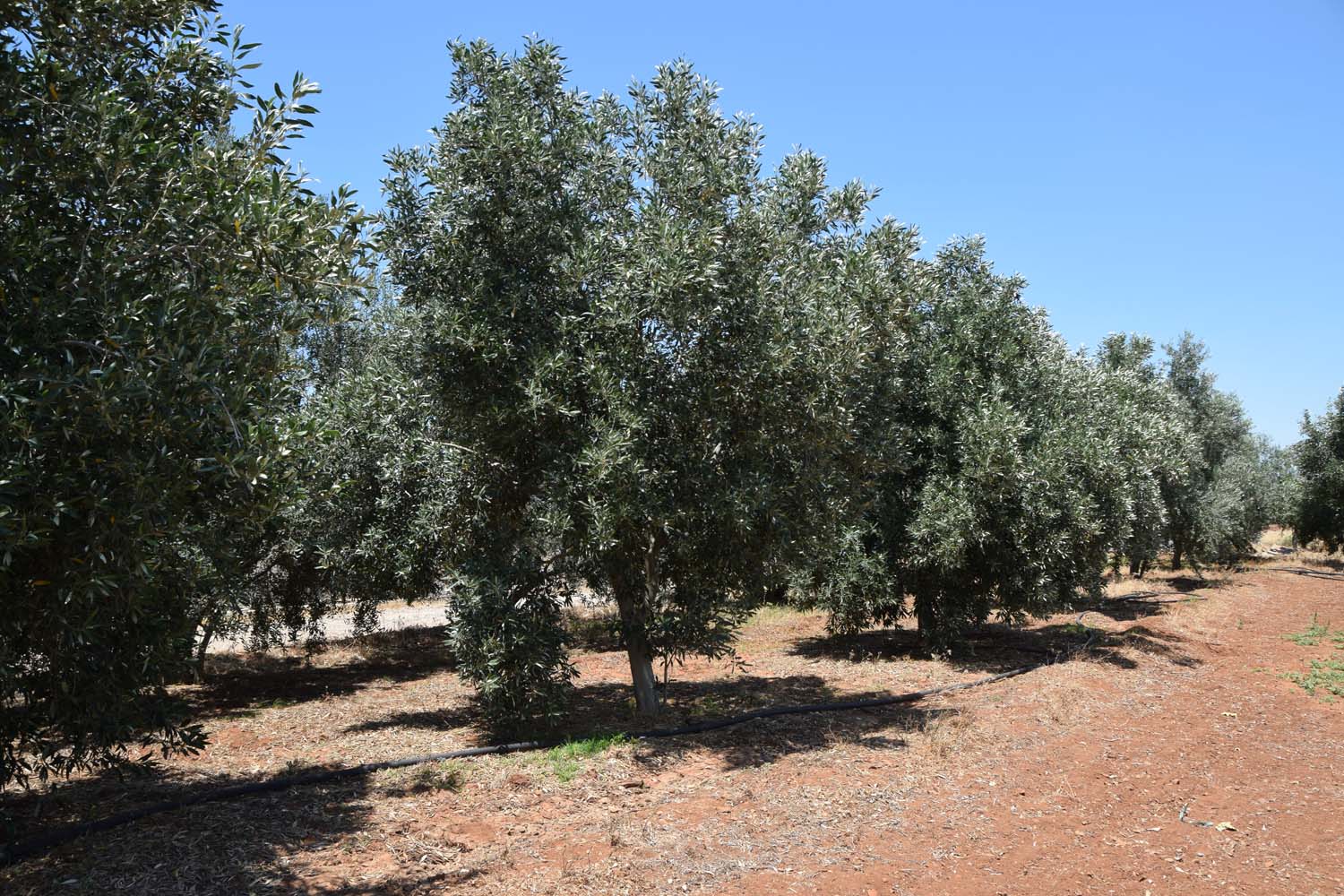 olive_cultivation_1