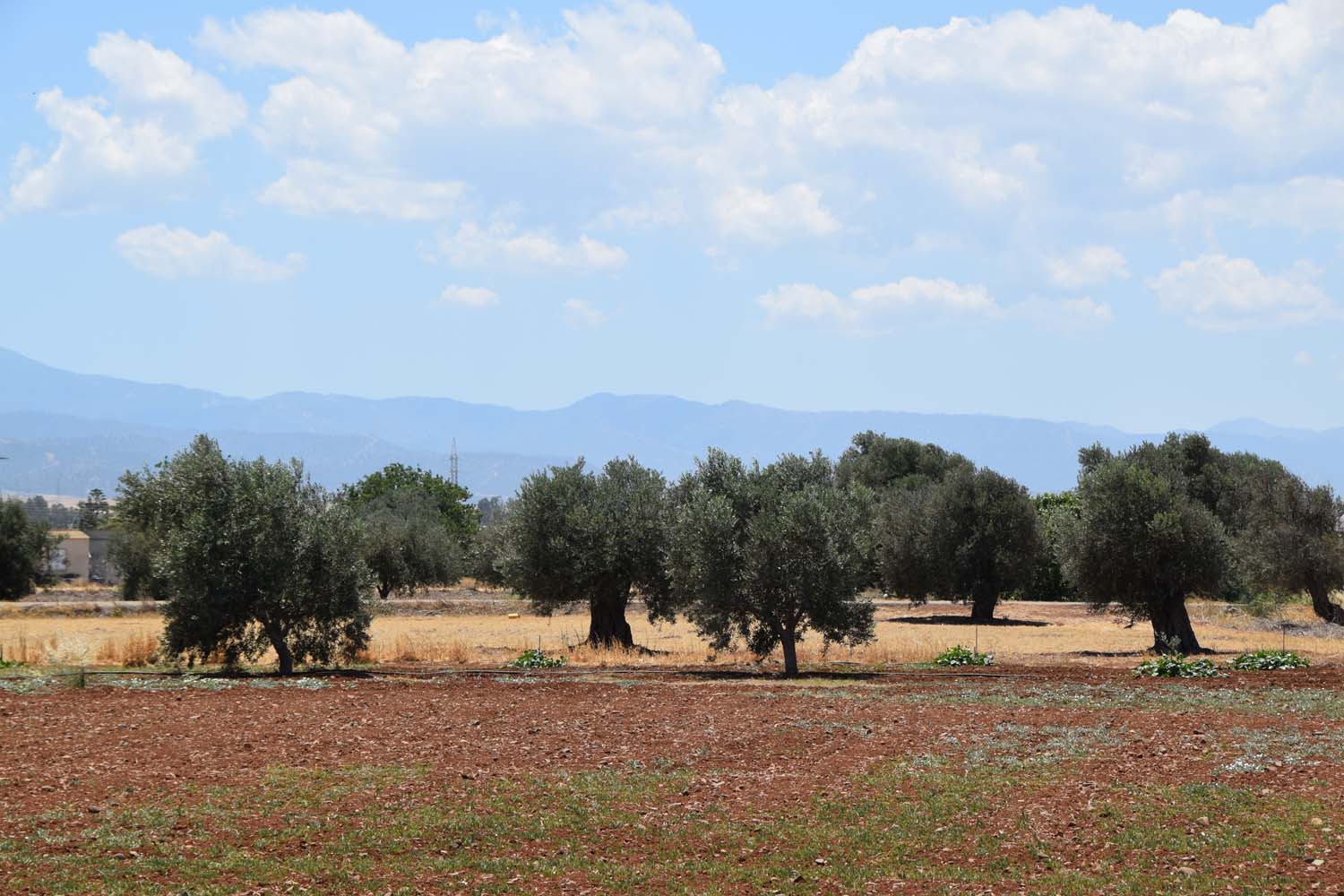 olive_cultivation_3