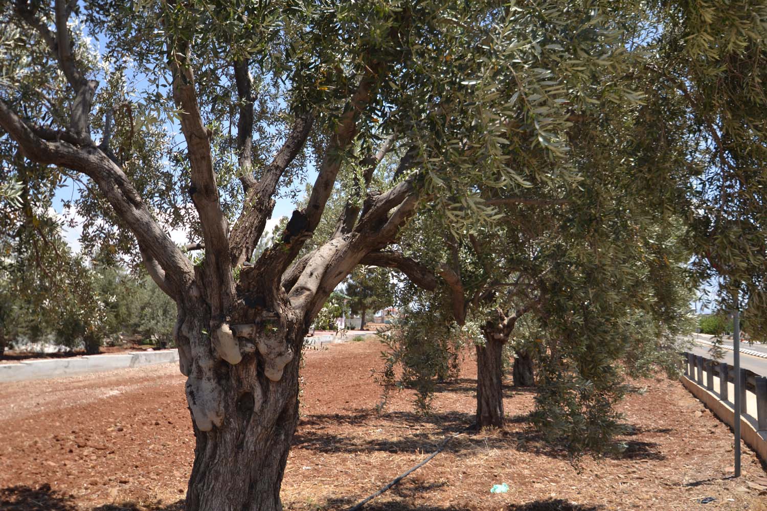 olive_cultivation_4