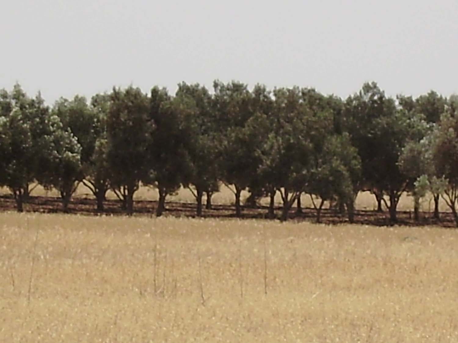 olive_cultivation_7