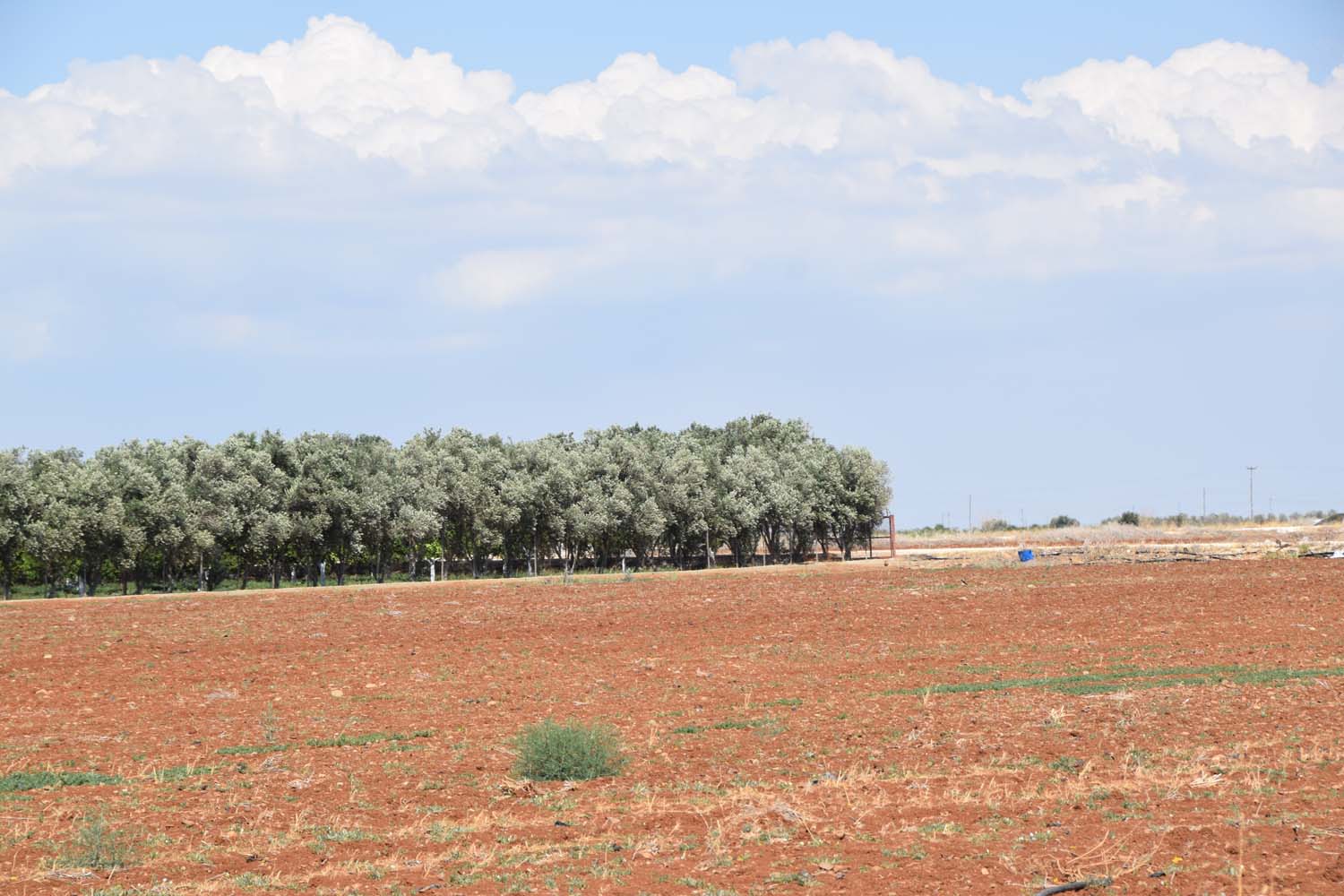 olive_cultivation_5