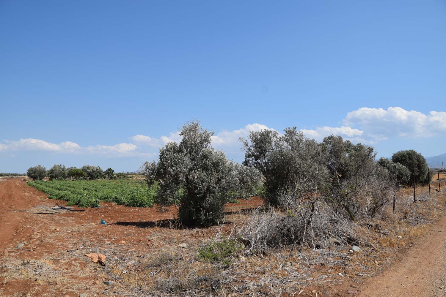 olive_cultivation_6